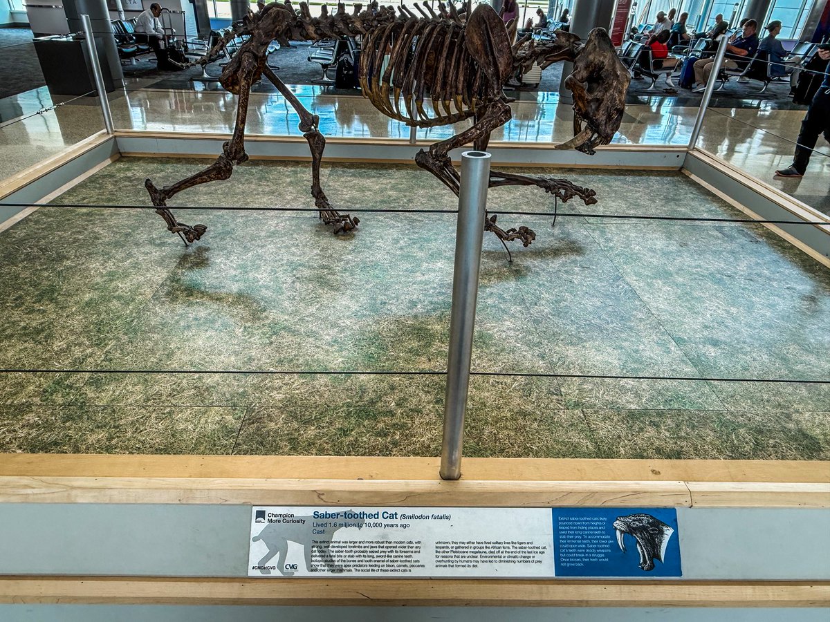 JeremyBRoberts's tweet image. The Cincinnati airport has fossils. Did you know there’s no law preventing ALL airports from doing this?
#fossilfriday