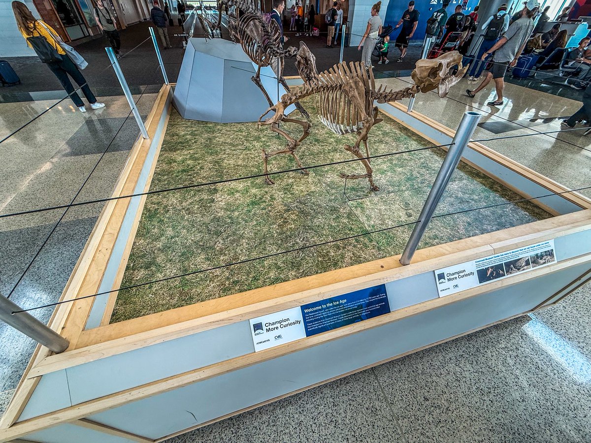 JeremyBRoberts's tweet image. The Cincinnati airport has fossils. Did you know there’s no law preventing ALL airports from doing this?
#fossilfriday