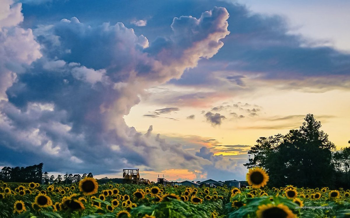 jbmbcoast's tweet image. Good night from coastal SC friends. Still groggy from yesterday but coming back to life. This is a beautiful sunset over a field of sunflowers on farm out in the country about 35 miles inland. Have a great Friday evening everyone 🌙💤💤
Photo: Jim O’Neil