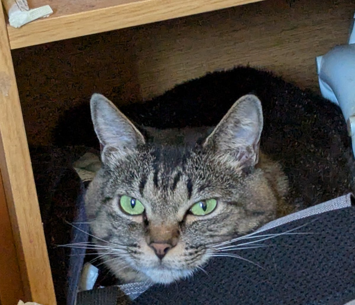 surume0407's tweet image. 今日の猫さん
なんで…そんな散らかってるところに…