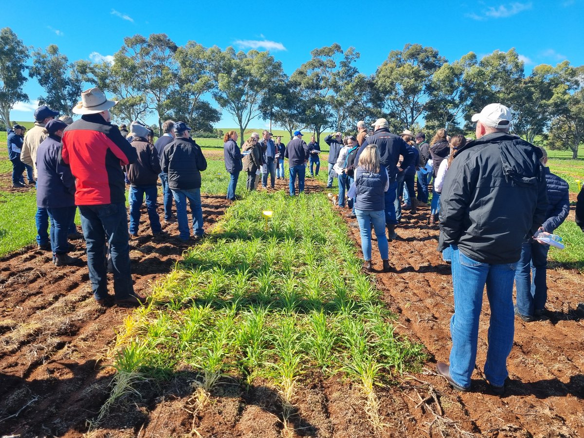 WALRC1's tweet image. That’s a wrap on Livestock Matters 2025! We finished up yesterday with a beef-focused forum on the Dowden’s property in Gingin, bringing together 90+ members of the livestock community from across the region. What a day! Thank you to all who came and contributed