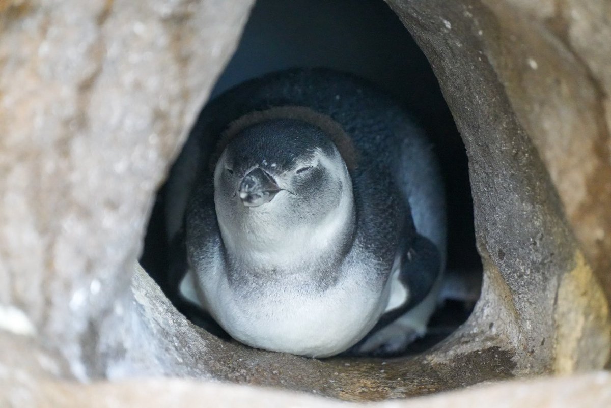 haru3131sui's tweet image. のんびりな休日

#しながわ水族館
📷2025.06