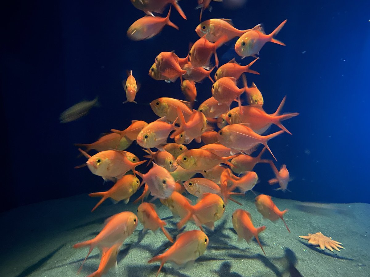 aquamarinestaff's tweet image. キンメダマシ当館初展示
水深100~300mに生息するキンメダイ科の魚です。めったに漁獲されることがなく、生態のわかっていない魚です
#キンメダマシ
#Flatheadalfonsino
#ふくしまの海大陸棚への道
ちなみにサンゴ礁の海に展示している「キンメモドキ」と名前はそっくりですが違う魚です😦