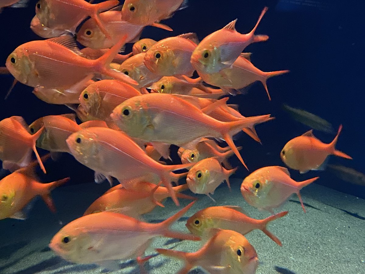 aquamarinestaff's tweet image. キンメダマシ当館初展示
水深100~300mに生息するキンメダイ科の魚です。めったに漁獲されることがなく、生態のわかっていない魚です
#キンメダマシ
#Flatheadalfonsino
#ふくしまの海大陸棚への道
ちなみにサンゴ礁の海に展示している「キンメモドキ」と名前はそっくりですが違う魚です😦