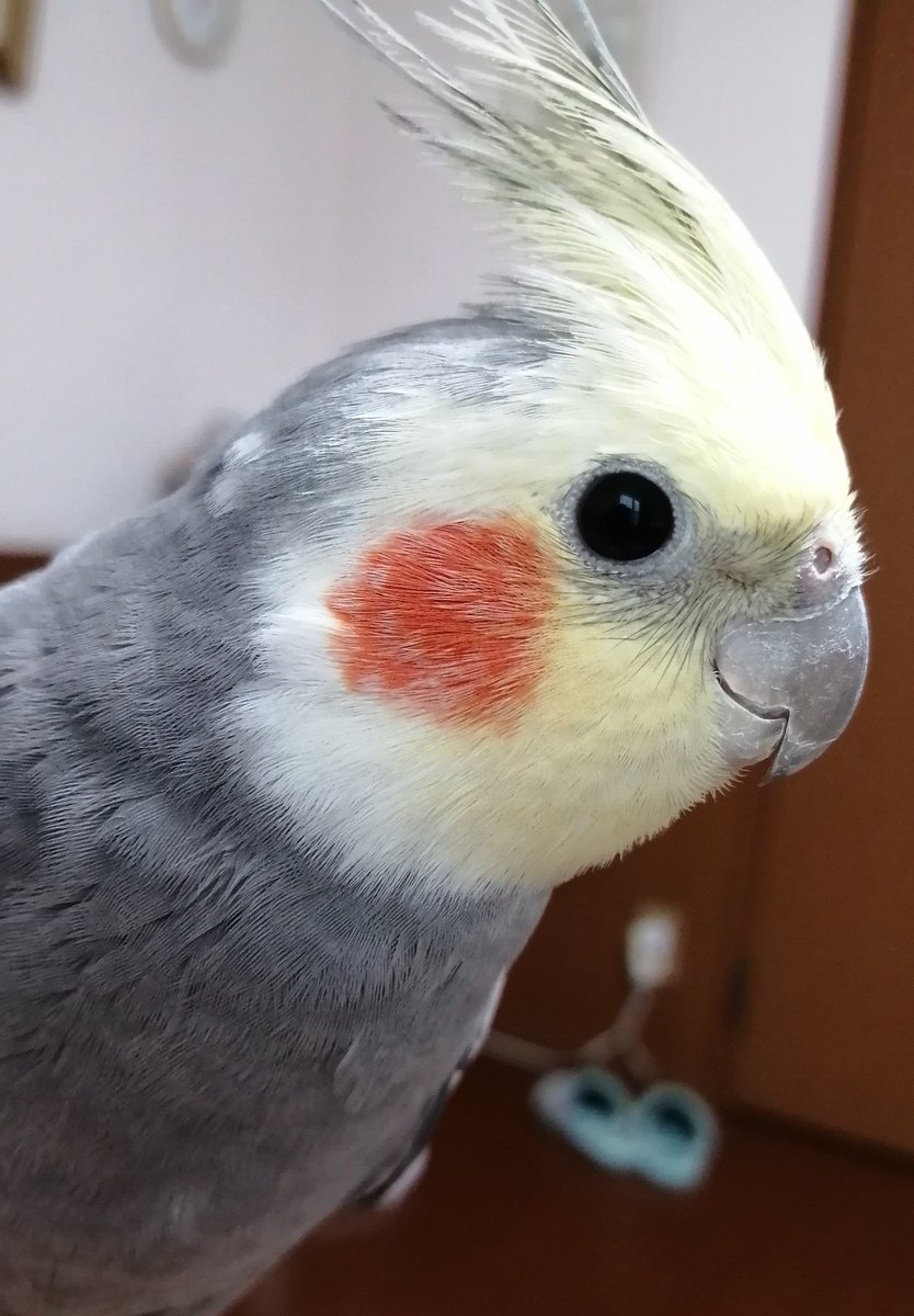 おはようございます🌞
洗濯と掃除を終えて一休み😊
パピコを食べる母しゃんを
ニコニコ見つめるラムちゃん🍧

#オカメインコ　#ラムネ
#cocatiels