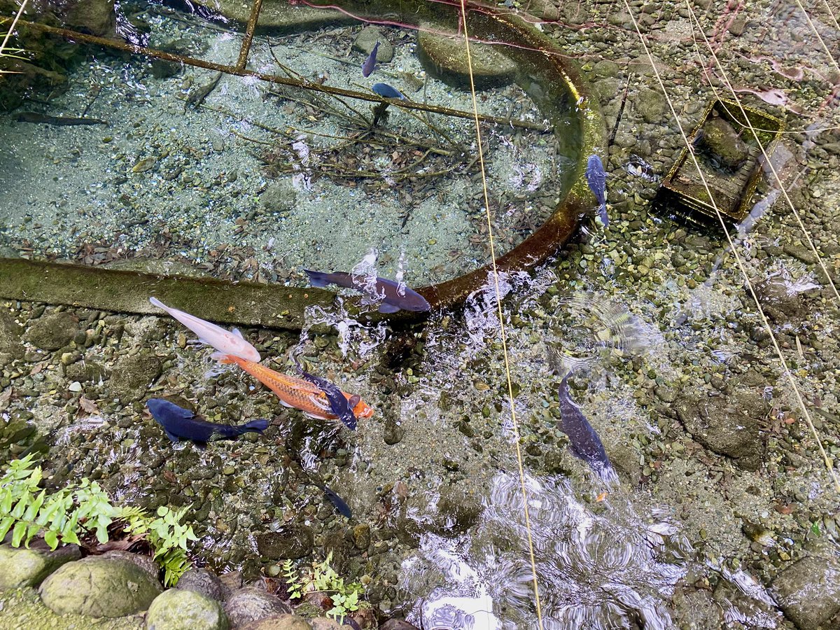 Tsm7Wk's tweet image. 湧水がある天満宮