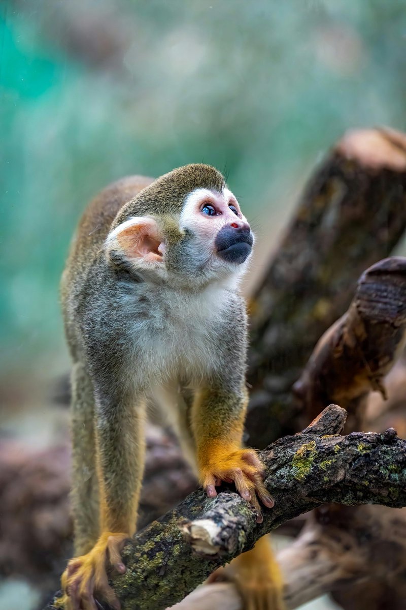 इंसान बना पर स्वभाव बंदर जैसा — कभी यहां, कभी वहां।
मनुष्य जन्म पाकर भी जो भगवान की भक्ति नहीं करता, वह इस सुंदर अवसर को व्यर्थ करता है।
📿 संत रामपाल जी महाराज से जुड़ो, सतभक्ति से जीवन सफल करो।
#SantRampalJi