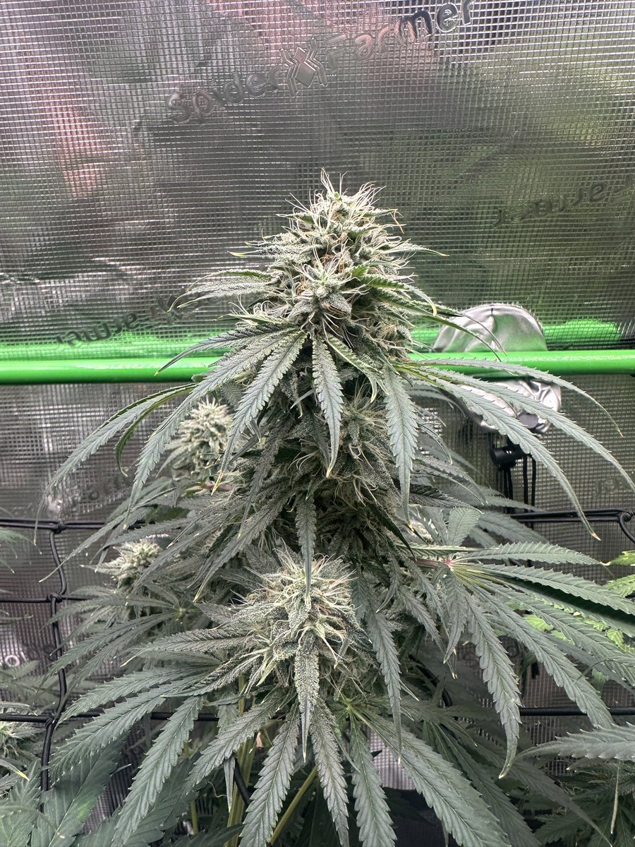 ThiccboiGrows's tweet image. I just wanna grow some good weed and be happy...