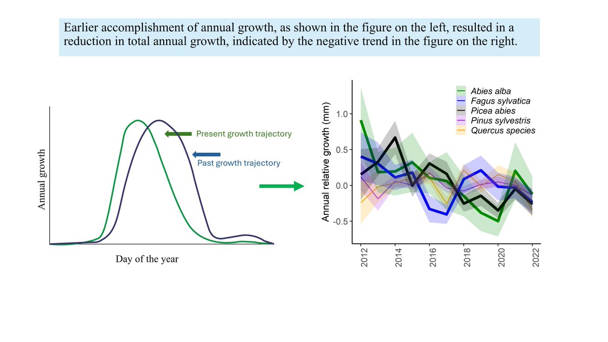 GlobalChangeBio's tweet image. Decreasing Stem Growth in Common European Tree Species Despite Earlier Growth Onset 

📄 buff.ly/Qrnjd5I