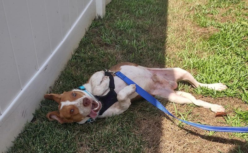 TriBeagles's tweet image. Adoptable #beagle of the day HOMER tribeagles.org/product/homer/