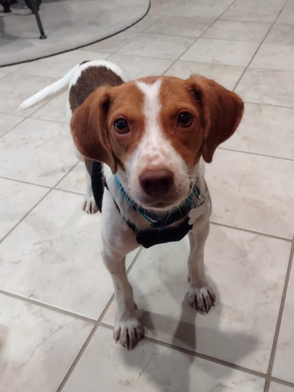 TriBeagles's tweet image. Adoptable #beagle of the day HOMER tribeagles.org/product/homer/
