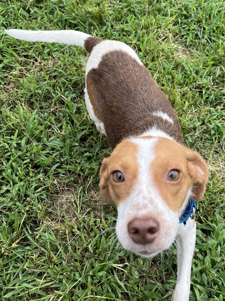 TriBeagles's tweet image. Adoptable #beagle of the day HOMER tribeagles.org/product/homer/
