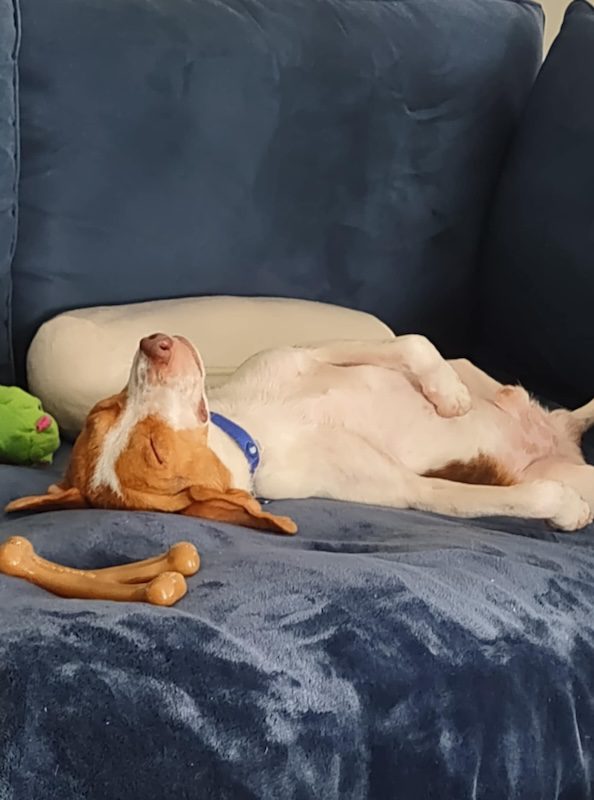 TriBeagles's tweet image. Adoptable #beagle of the day HOMER tribeagles.org/product/homer/