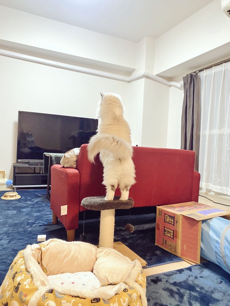 ใใฃใใ๐ผใฉใฐใใผใซ (@ragdoll_love2) on Twitter photo ใใฎๅพใๅงฟโช็ฌ ใใฎๅพใๅงฟโช็ฌ