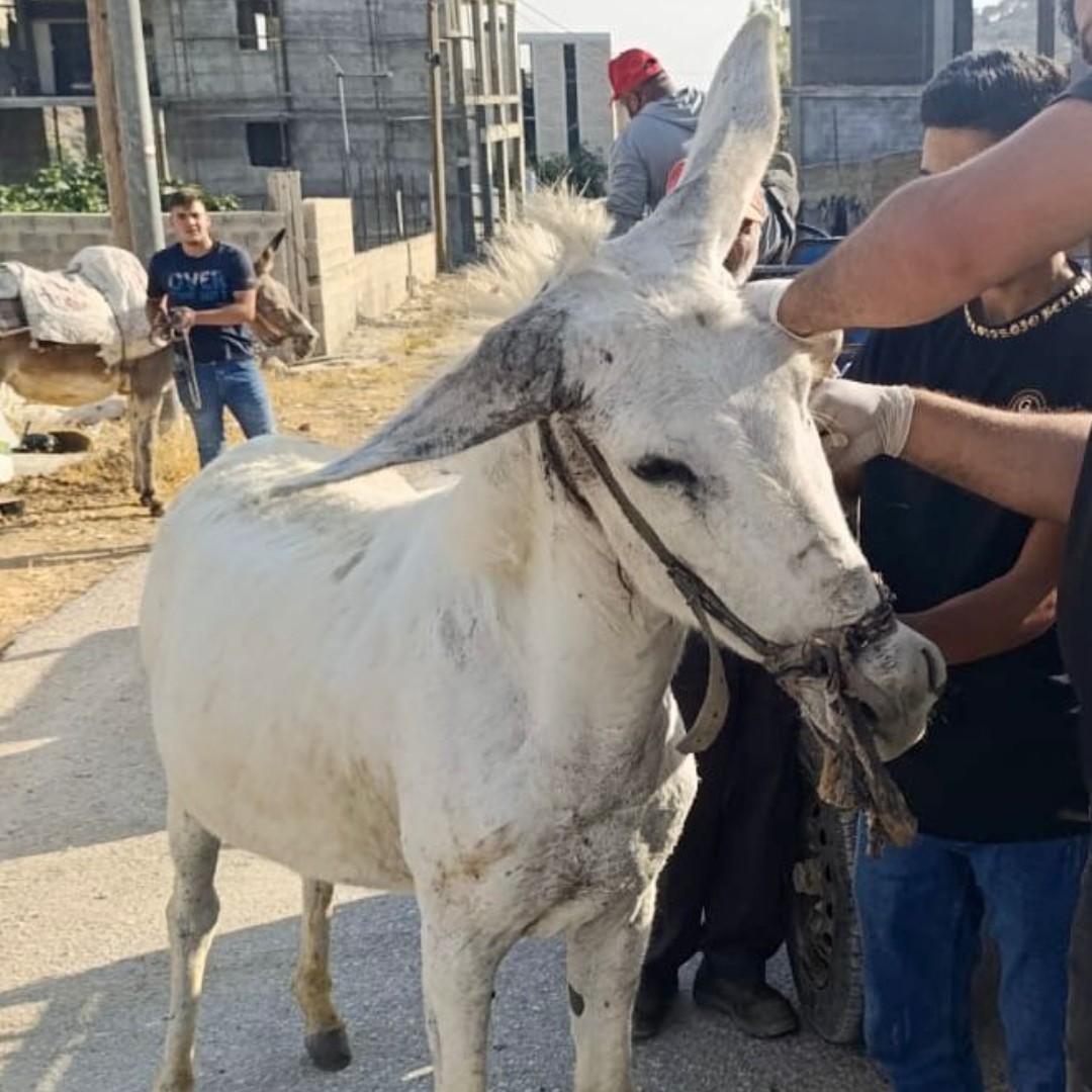 💔 DESPAIR - this photo screams HELP 😢

🚨 Donkeys Deserve Better! With your support, we can improve thousands of donkey lives. This donkey received vet care and owner education. 

Please donate today: safehavenfordonkeys.beaconforms.com/form/07e3d1de 🙏