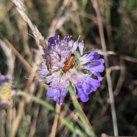 hackneycouncil's tweet image. Join us on Saturday August 2, in the North Marshes pollinator gardens, Hackney, for a relaxed session of weeding and learning about native plants. It’s a good chance to spend time in nature and support local wildlife.
No experience needed!
Register here: orlo.uk/AFd4p