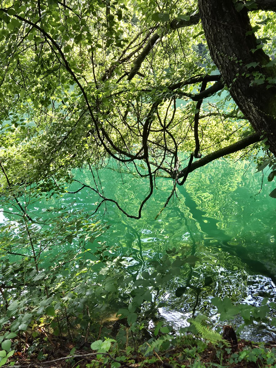 Di laghi di montagna, rami a sfioro su acque smeraldo e verde a profusione.
(E ingrandendo l'immagine: Monet)