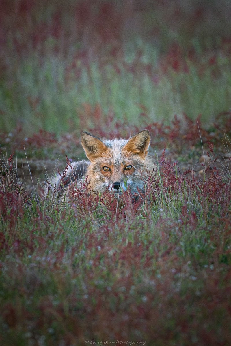 ChrisGPackham's tweet image. Good morning . A beauty of a #FoxOfTheDay shared by @iamcrage.bsky.social on BlueSky