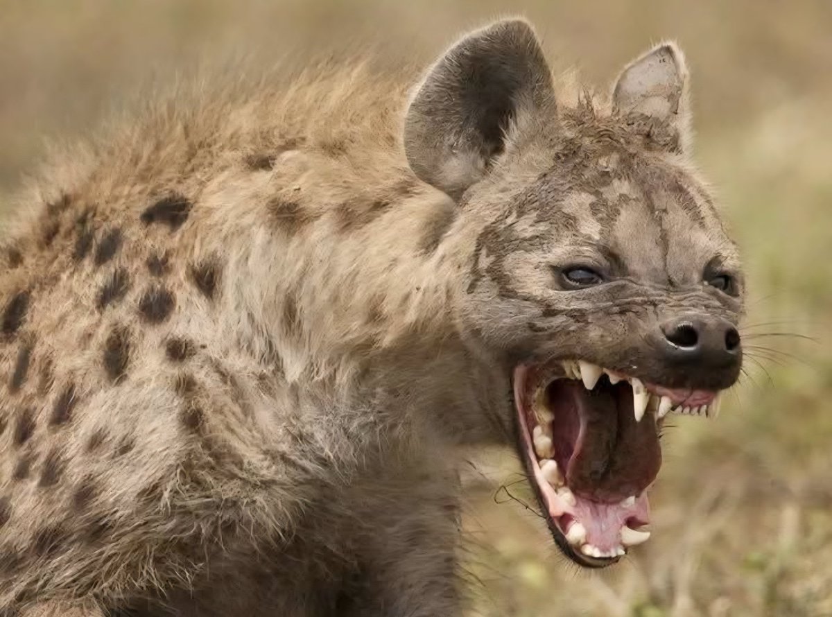 craftyclaude's tweet image. This fellow is bringing a close to this Roaring Friday night. I hope you enjoyed these beautiful animals. Until next time. πβ€οΈβ¨οΈπΈπ€β€οΈβ€οΈπΎ #EqualViewingForAll #TheInfamousUnseen #HumaneWorldForAnimals