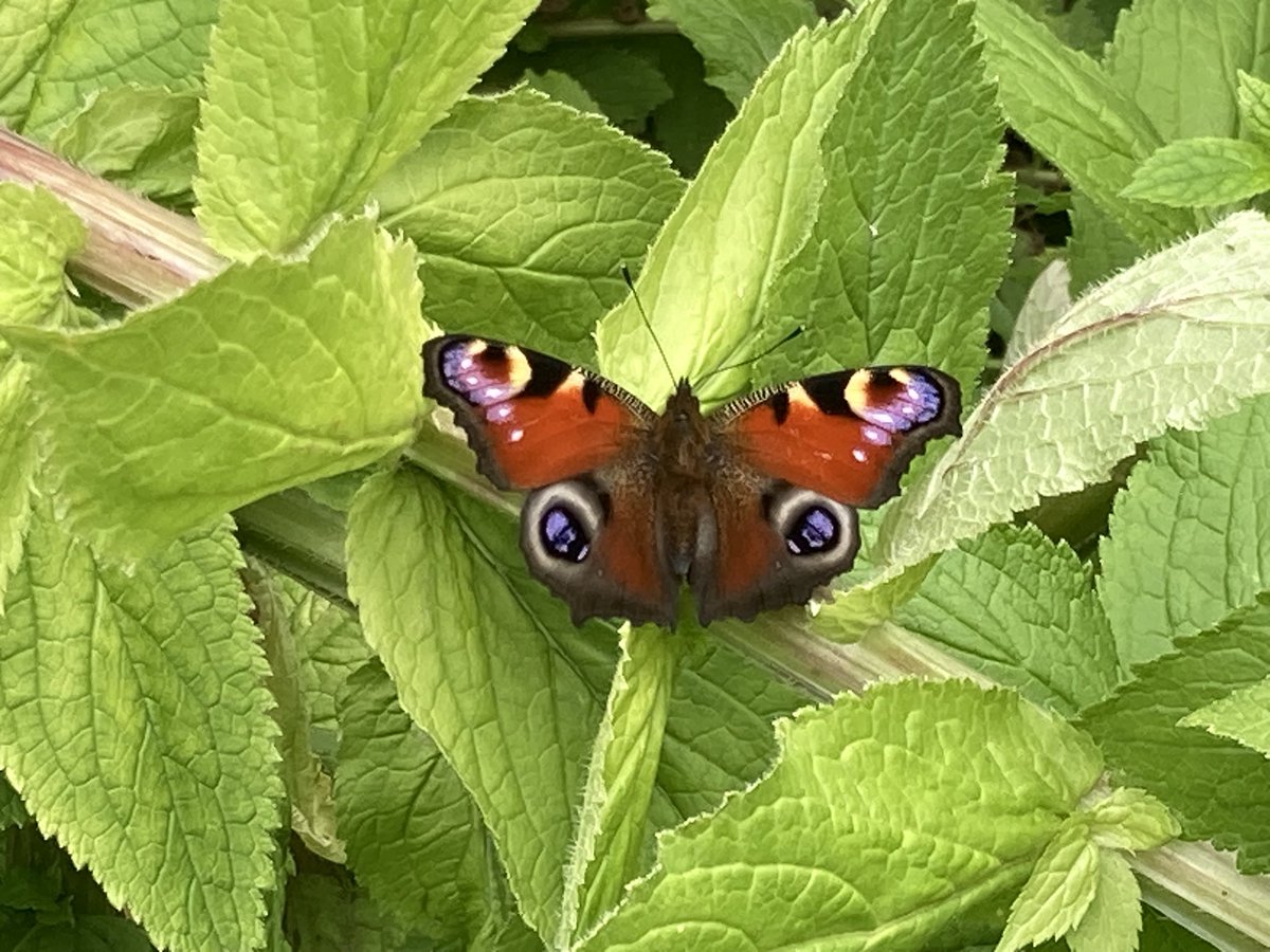 NickyTwigs's tweet image. #FlutterbyFriday (or Saturday) Peackock butterfly at Stanton Gardens in Northumberland.
