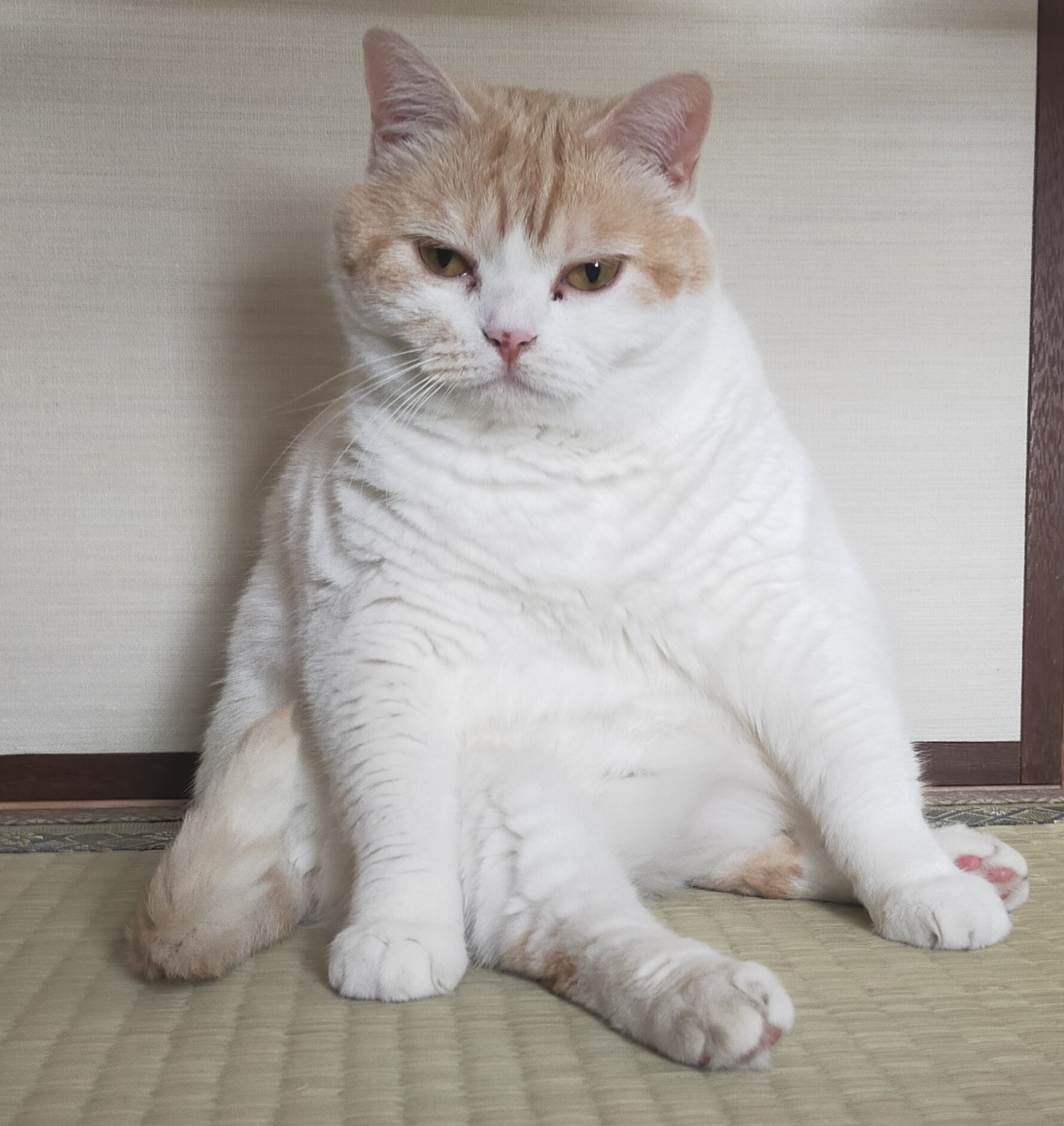 まさまさ(猫) on X: 