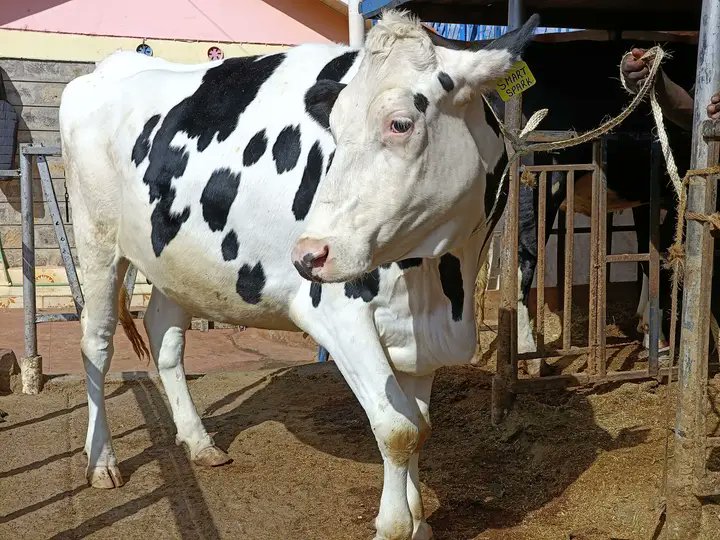 For the very best pedigree dairy breeds call us or Whatsapp on 
0713 802 746

We do delivery to your door step.
Call us today.