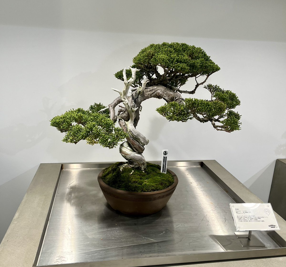 Upasana (@u_pasana) on Twitter photo <a href="/Tokyonobo/">Tokyonobo</a> Loved my brief encounter at the Bonsai workshop Chome Marunouchi #Japan 
Each one was a masterpiece <a href="/Tokyonobo/">Tokyonobo</a> Loved my brief encounter at the Bonsai workshop Chome Marunouchi #Japan 
Each one was a masterpiece
