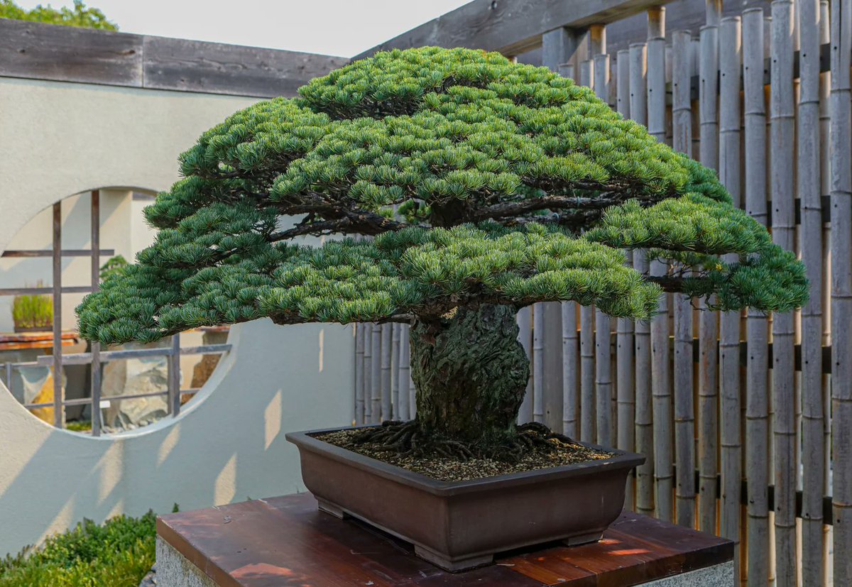 Hiromi Seto / 瀬戸 博実 (@helmi_stbd) on Twitter photo 2025 marks the 400th anniversary of the Yamaki Pine, also known as the “Peace Tree.”
National Bonsai & Penjing Museum (United States) 2025 marks the 400th anniversary of the Yamaki Pine, also known as the “Peace Tree.”
National Bonsai & Penjing Museum (United States)