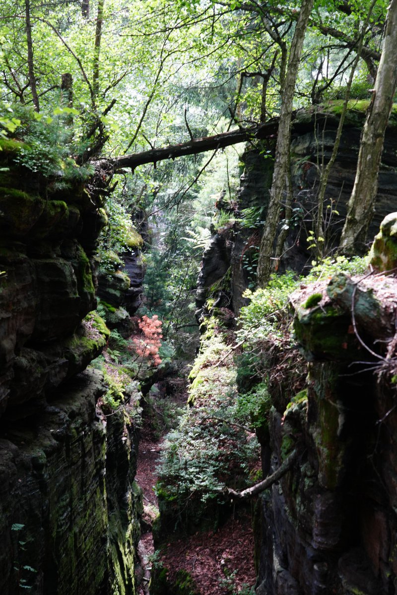 Forstler1's tweet image. Die weiträumige Umgebung des Bielatals in Sachsen und Böhmen ist mein Lieblingswandergebiet. Trotzdem gelingt es mir immer noch, romantische Orte zu finden, in denen ich bisher noch nicht war. Wie gestern hier, nördlich des historischen Mühlsteiges, auf dem jetzt der Forststeig…