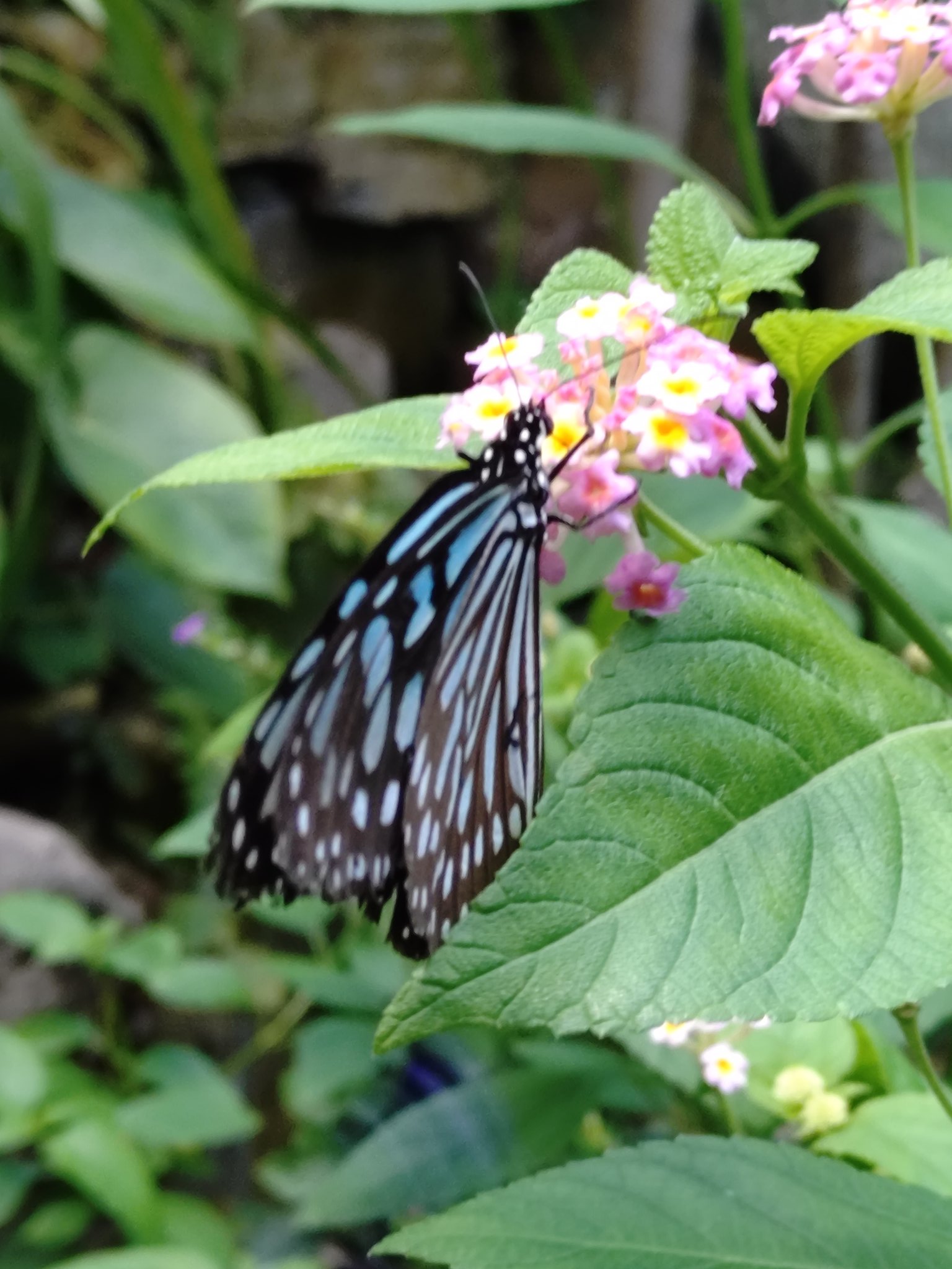 洋書　INSECTS IN FLIGHT 昆虫の飛行　大型写真集 昆虫の名前が書かれていない、昆虫の写真集を買いました