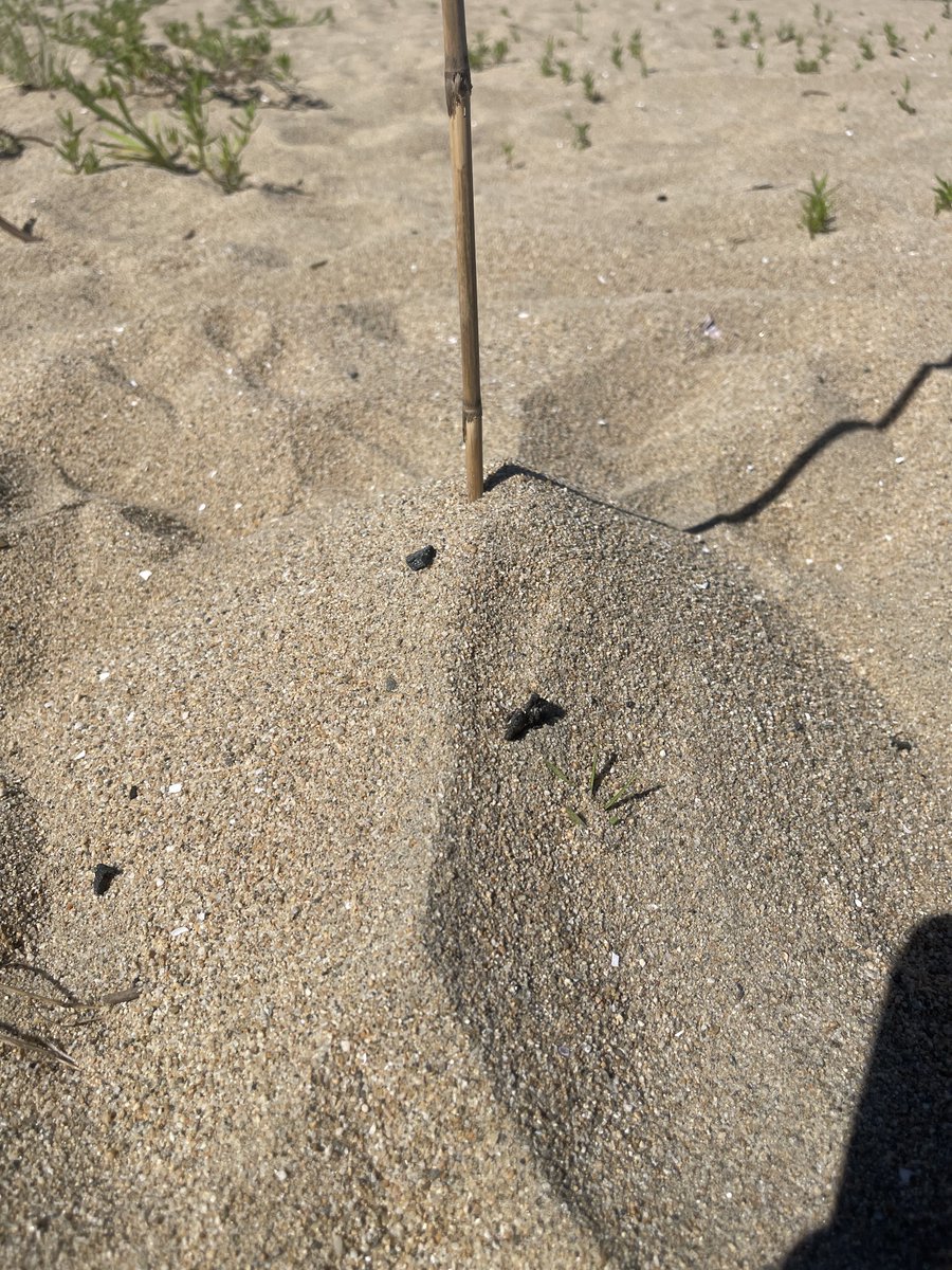 そーいえば、子どものころ海に連れて行ってもらって、この遊びもしたなぁ
(  ˙꒳​˙  )
娘も妻もカナヅチやから、結婚してから海には来てへんたけど、やっぱりええなぁ(  ˙꒳​˙  )
昔のビーチ・ボーイズのドラマにも憧れたもんなぁ
(  ˙꒳​˙  )