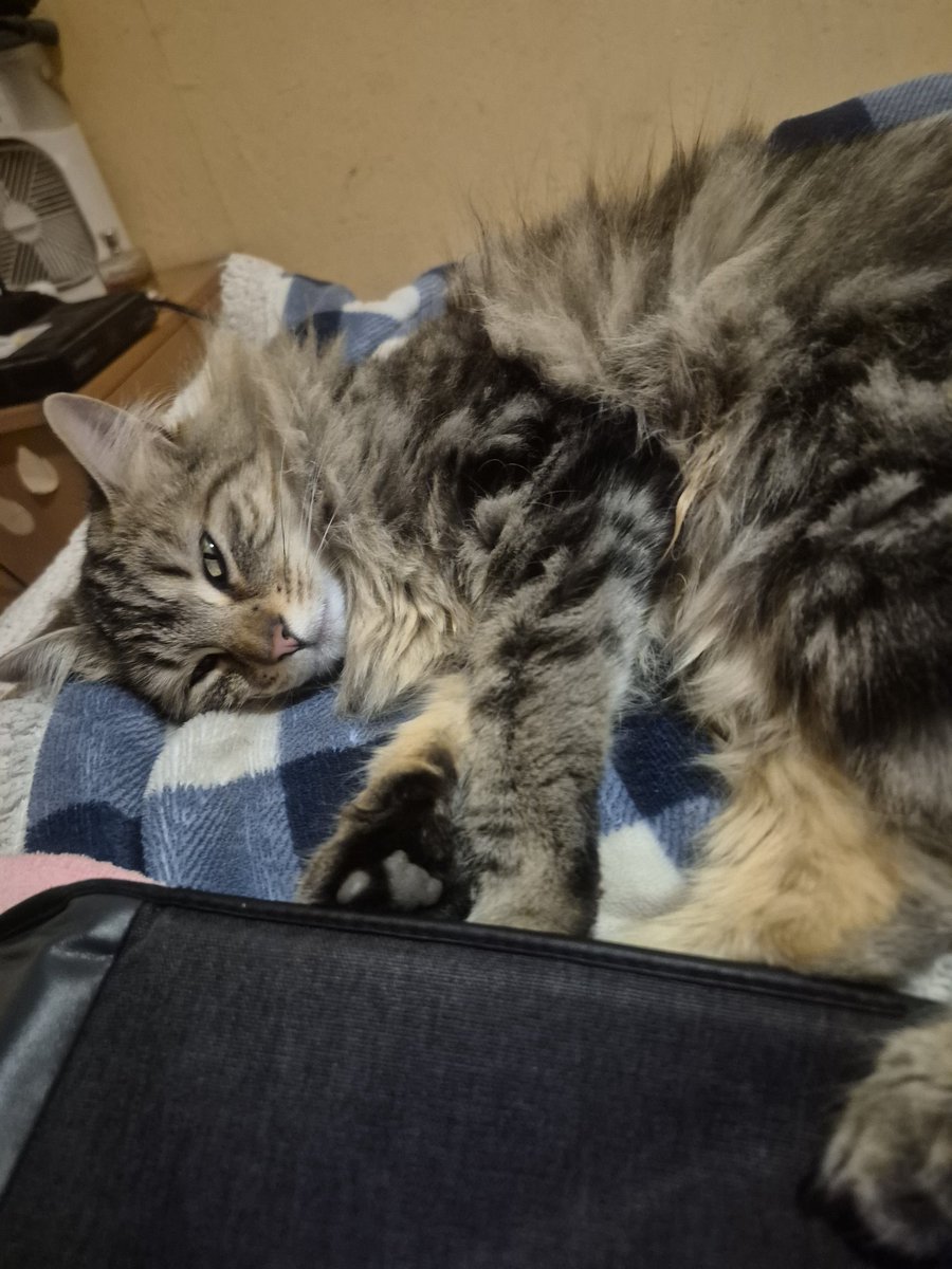 Valeo_art's tweet image. Btw, my assistant Melanio (a very professional cat) just fell asleep on the job xD
He was supposed to help me draw but I guess nap time was more important 🥸