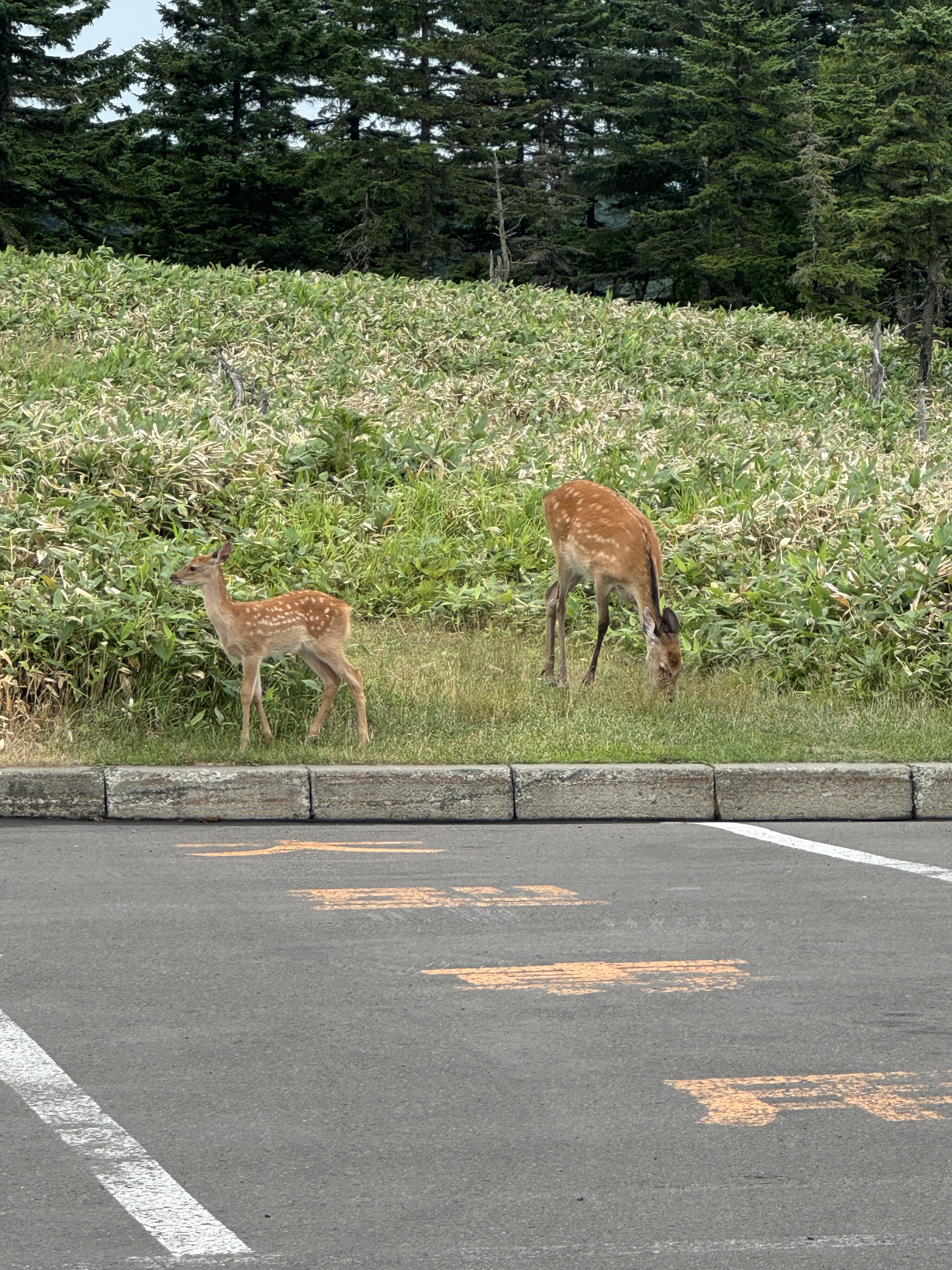 鹿　の　とうこ　つ 0̸ (@zena0774) / X