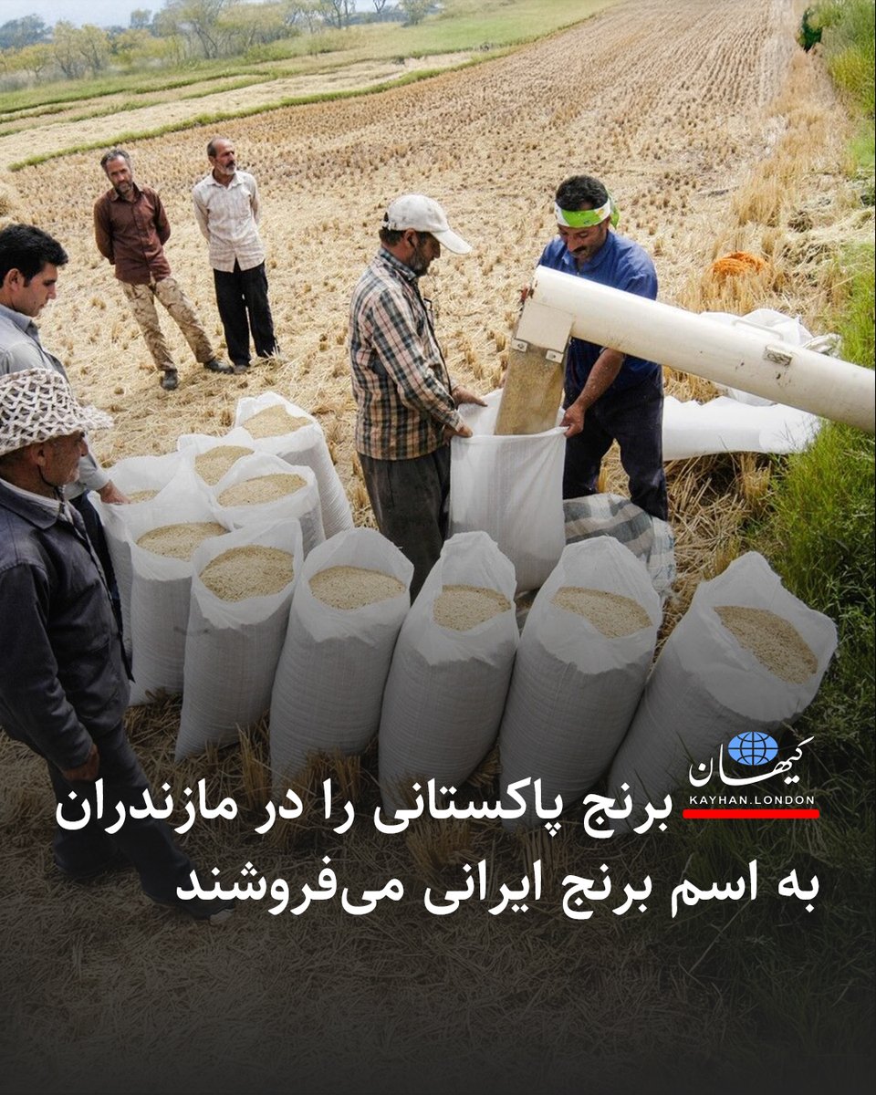 KayhanLondon's tweet image. برنج پاکستانی را در مازندران به اسم برنج ایرانی میفروشند
امیر آقاجانیان عضو انجمن تولیدکنندگان برنج اعلام کرده: «در کنار واردات رسمی، ما واردات غیررسمی و قاچاق برنج پاکستانی را هم داریم که ۷۰ درصد آن در مازندران تخلیه میشود و بعد از ورود به کیسههای مجهول و نامعتبر به نام…
