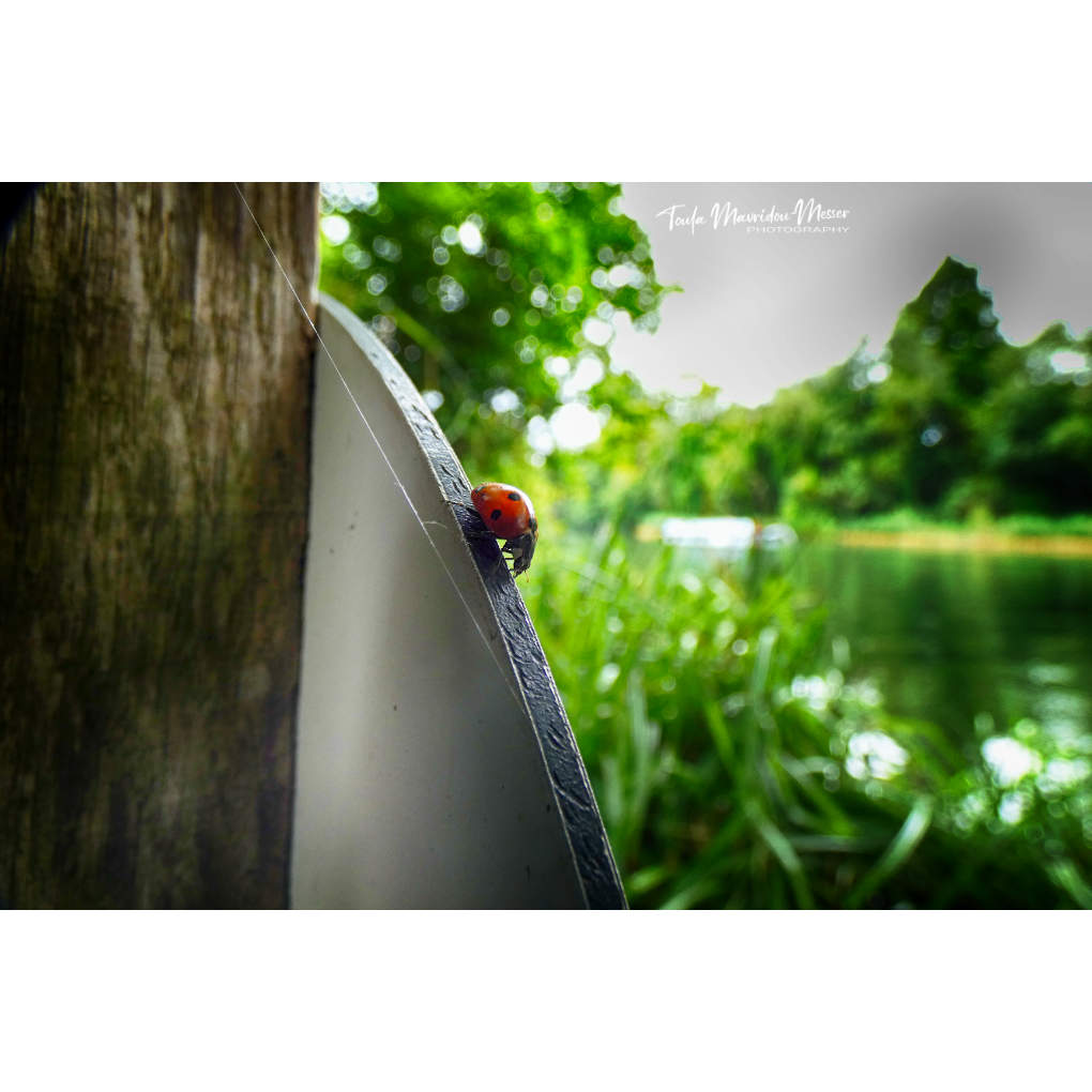 A_ZofWonderment's tweet image. Happy Saturday, everyone! Another special moment from our walk. Wishing us all a day of magical moments!
#photography #NaturePhotography #insects