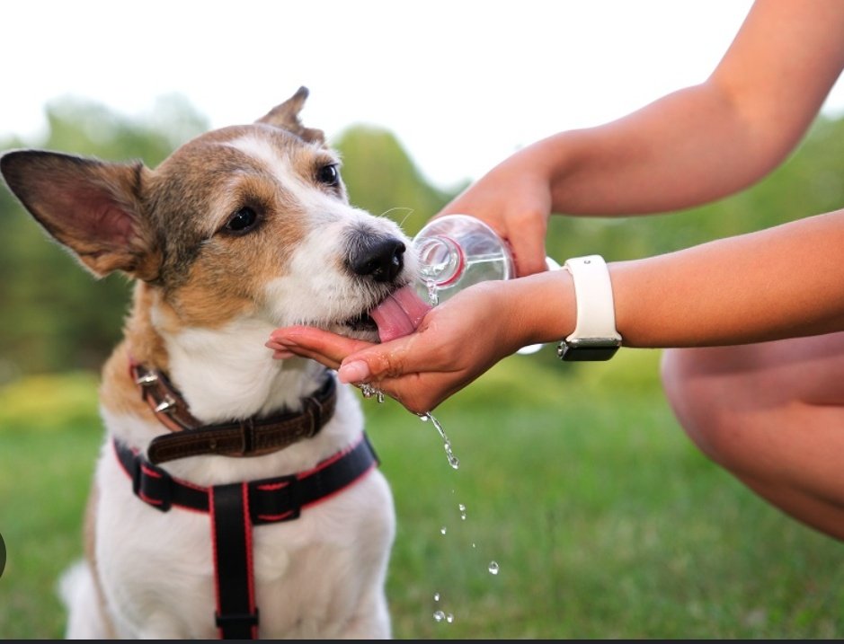 planetazarpa's tweet image. Buenos días, último sábado de Julio
🌞
Si tú tienes calor, imagina tu perro 🐶 (que no suda como tú).
Si notas que jadea muchísimo, está muy débil, se tambalea o vomita… puede ser un golpe de calor.
Actúa RÁPIDO. Aquí te dejamos los pasos ⬇️
1. Llévalo a la sombra o un sitio…