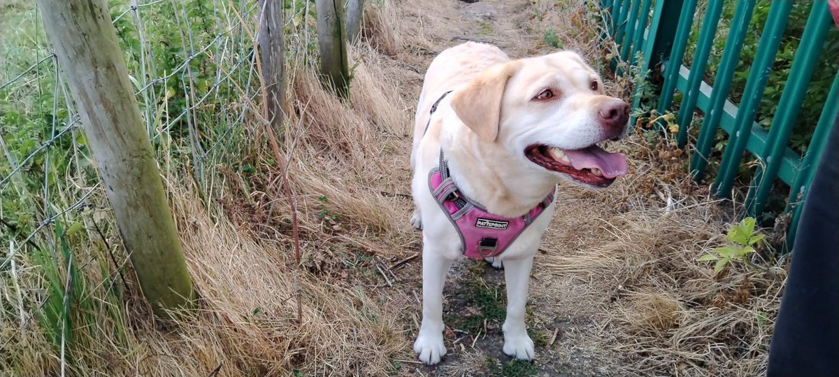 Here is Lucy the Lab still going strong at 9, climbing tops n trigs #NationalDogPhotographyDay