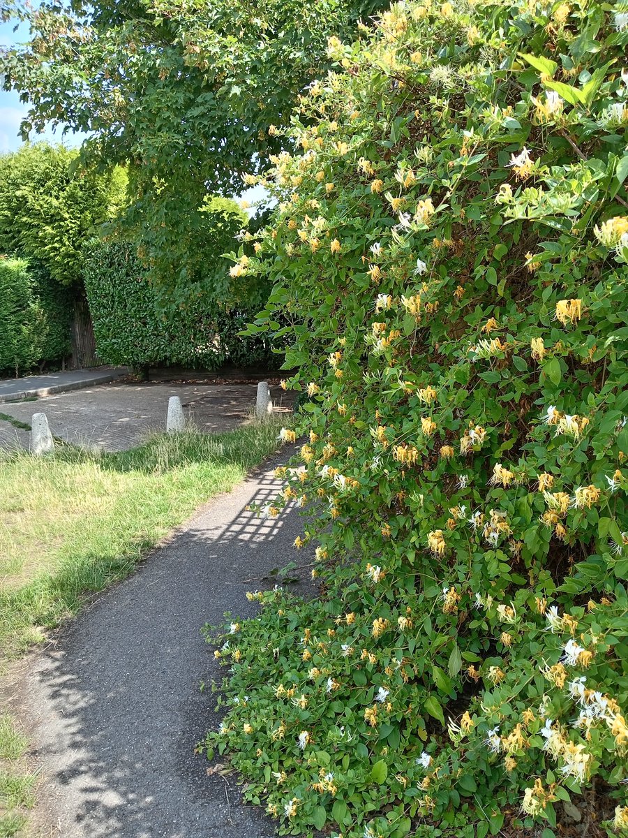 sherpin24's tweet image. Wow, close my eyes and inhale deeply ... I am enjoying a lovely sensory experience with the fragrance of honeysuckle now 😍❤️.
