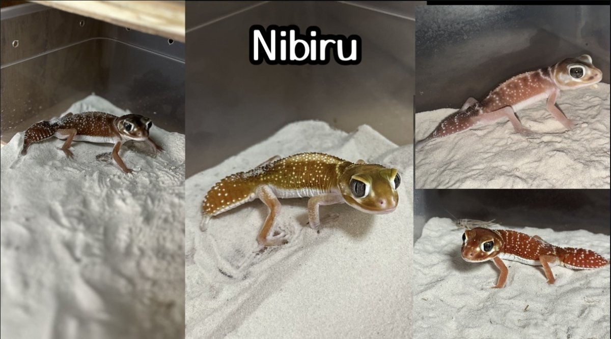 exoticreptilexp's tweet image. ☆7/27(日)に開催されるEXPO東京浅草がいよいよ明日開催します!!!
Nibiru さんを紹介致します♪
千葉県でタマオヤモリを中心にブリード販売をしています。
可愛い子たちを連れて行きますのでよろ... 詳しくは 2su.jp/0UUT