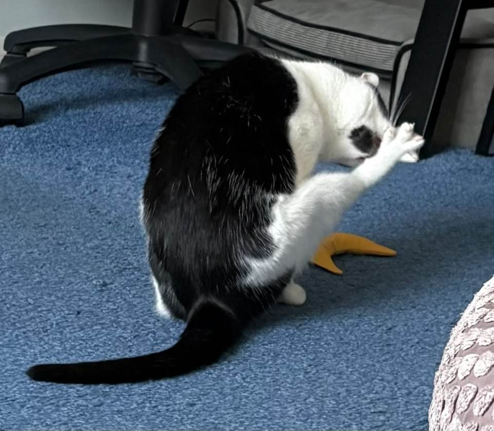 Orcinus68's tweet image. I&apos;ve had a busy few days climbing, attending to ablutions and Pigeon watching 😺 #CatsOfTwitter