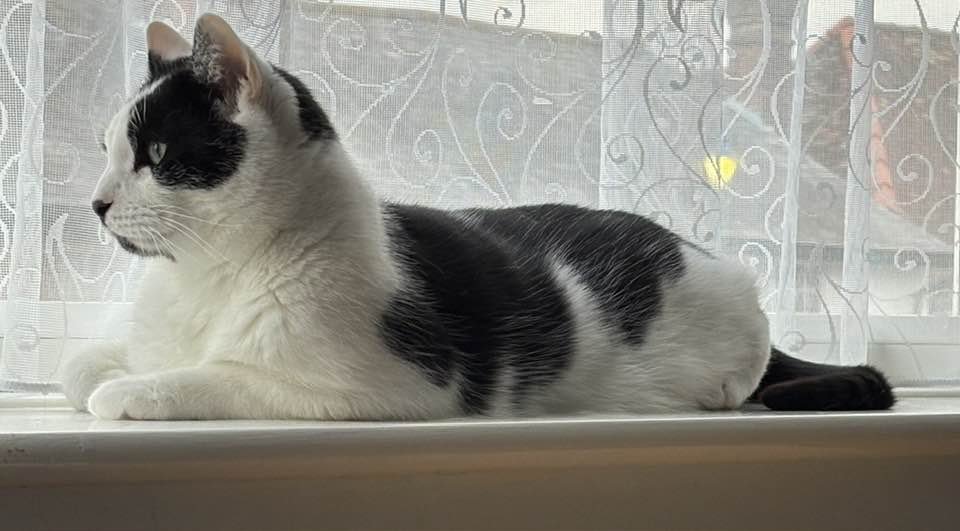 Orcinus68's tweet image. I&apos;ve had a busy few days climbing, attending to ablutions and Pigeon watching 😺 #CatsOfTwitter