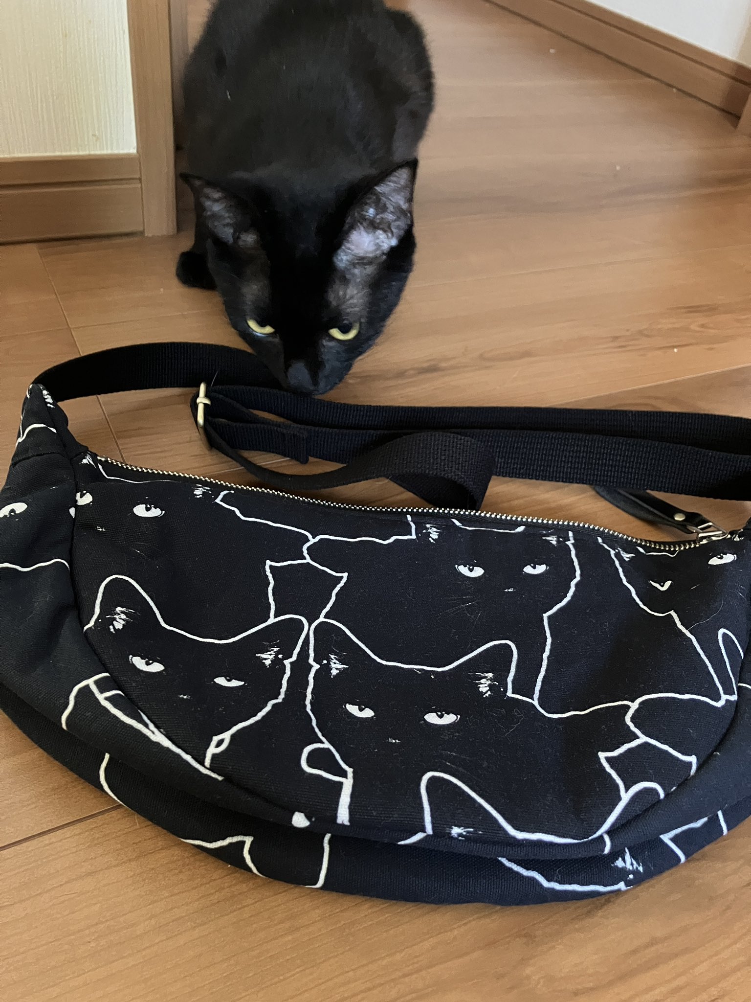 黒猫様 鳥猫 on X: 