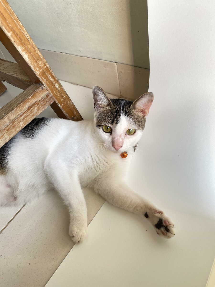 bumikucing's tweet photo. Nama : mini 
Panggilan : minyi🤏🏼 https://t.co/KHPYcBszEu