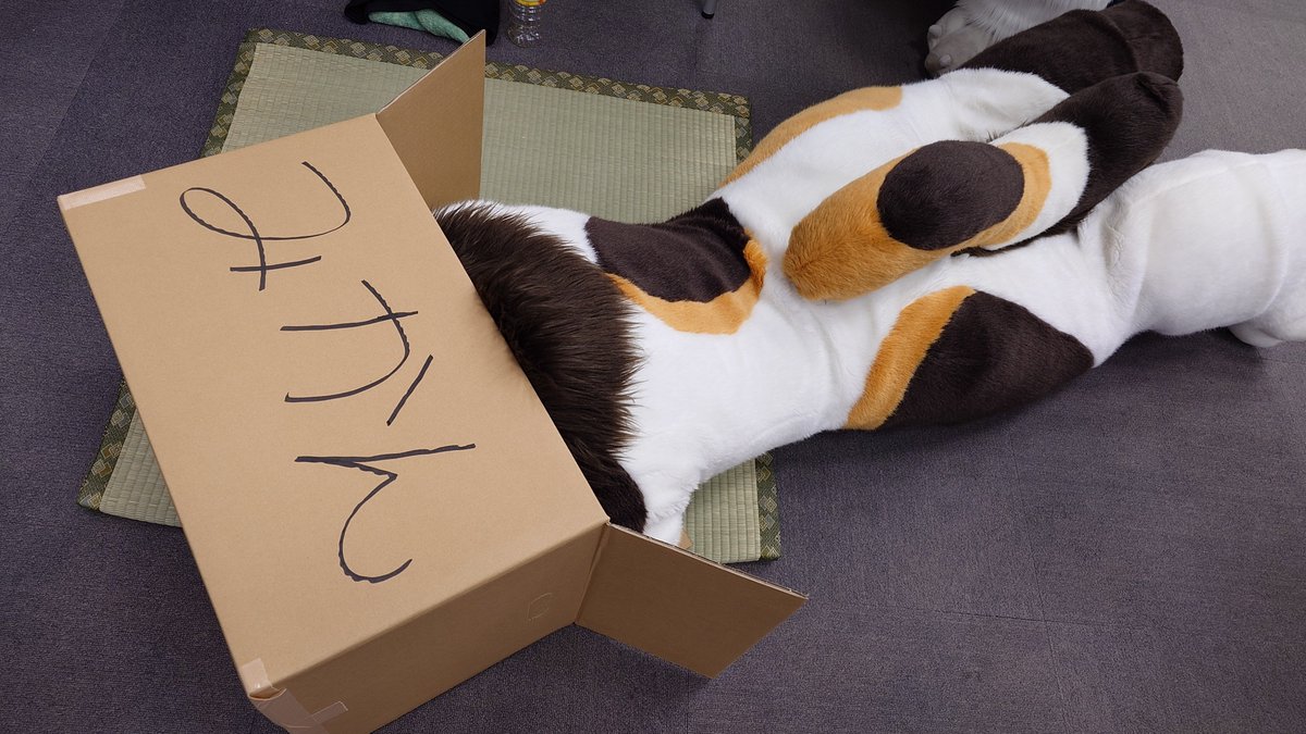 _mike_con_'s tweet image. 本部に猫が突っ込んできまして！