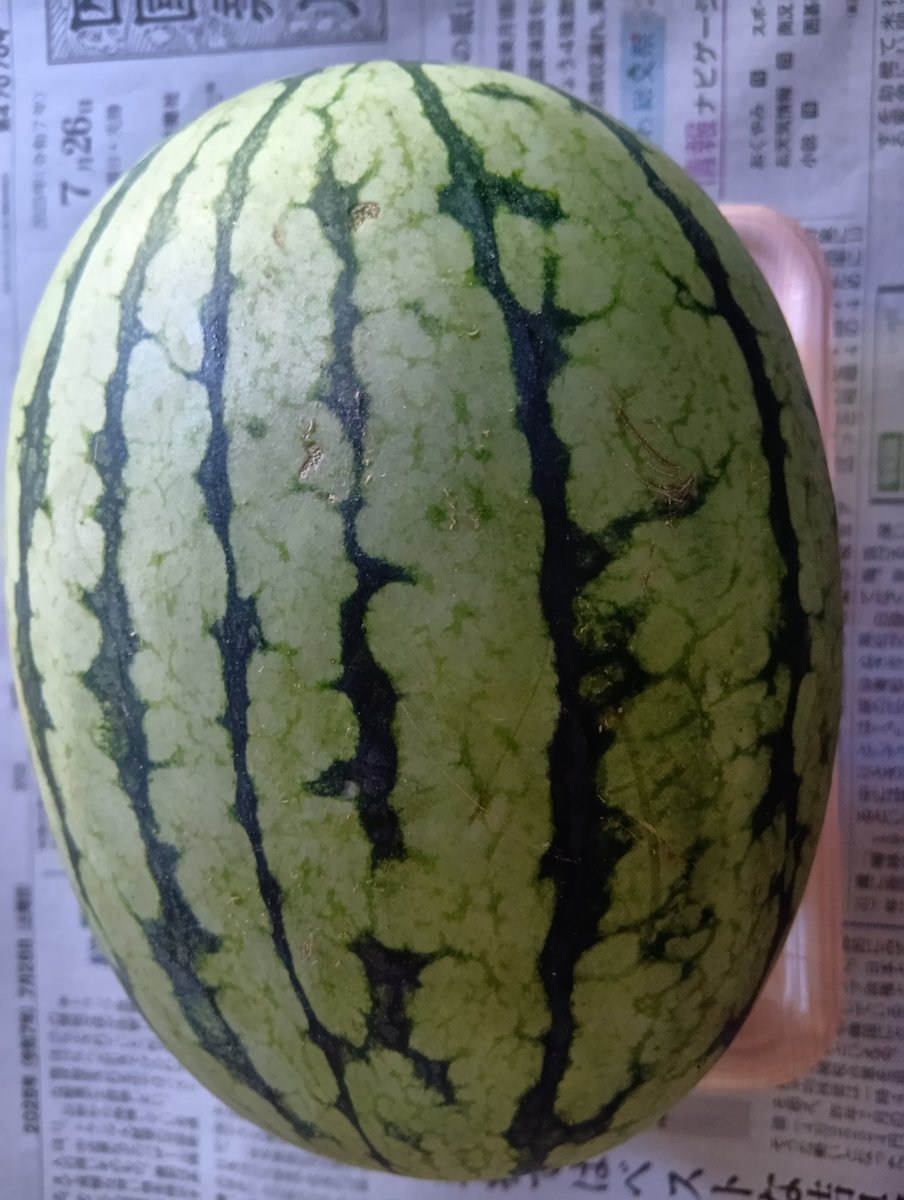 おスイカちゃん🍉
買っちゃった🥰
300円にゃり〜🫶