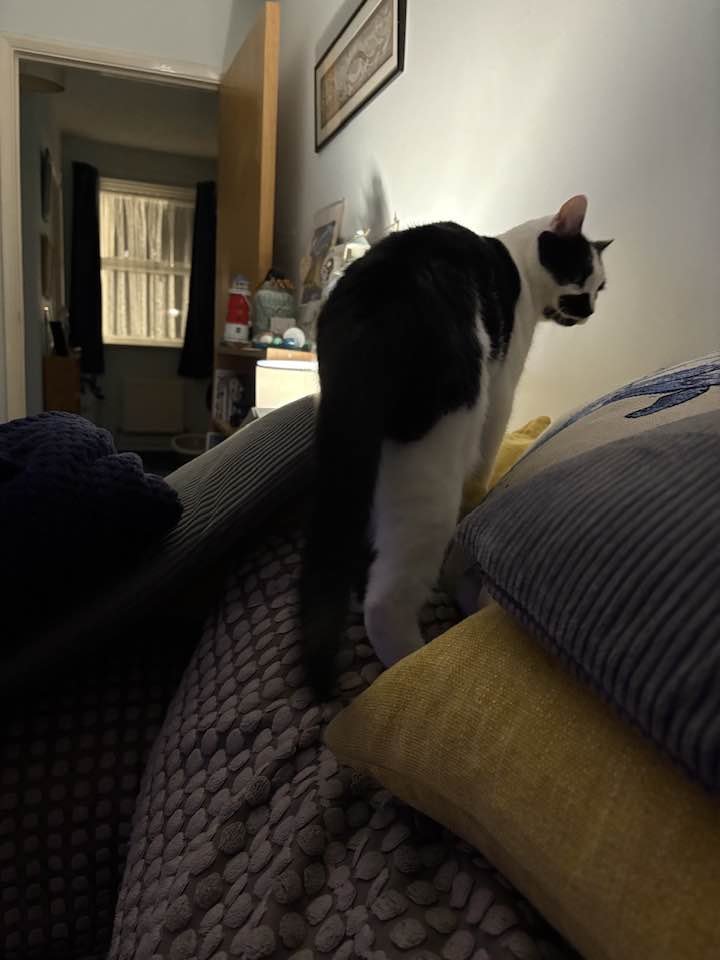Orcinus68's tweet image. I&apos;ve had a busy few days climbing, attending to ablutions and Pigeon watching 😺 #CatsOfTwitter