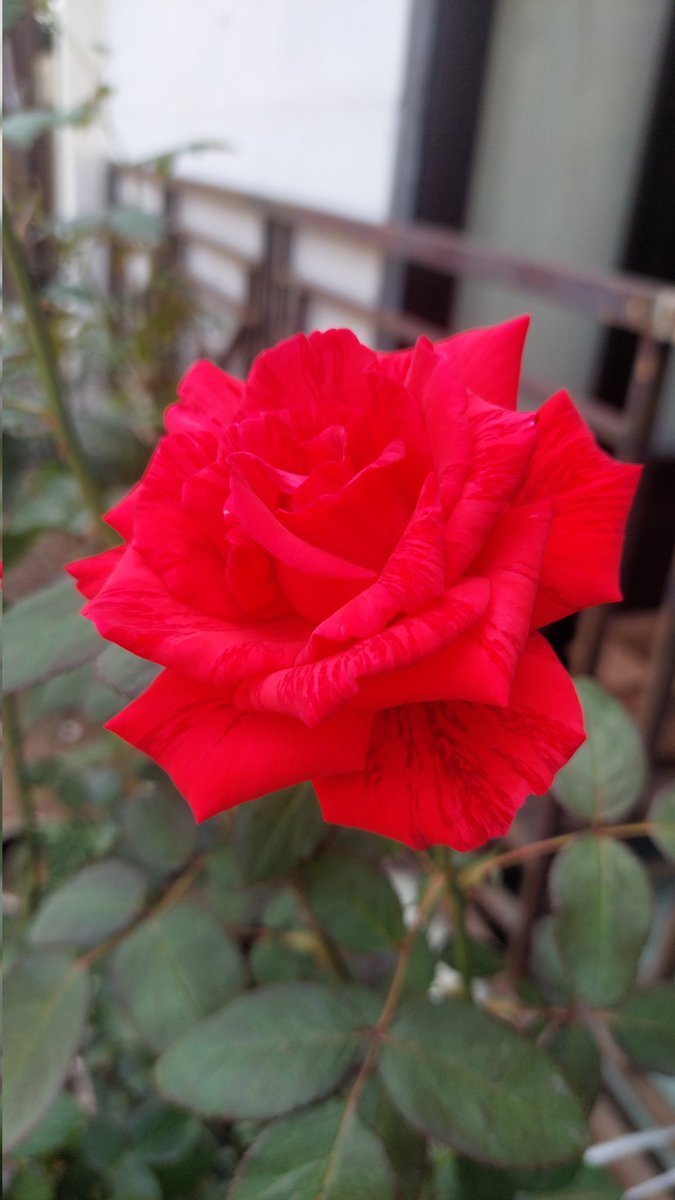 oirthra's tweet image. Red and white flower for your timeline 🌺
I wonder what comes to your mind when you see this?
Happy weekend, my mutuals~ ☀️🌸