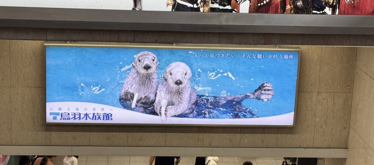 ashtangayy's tweet image. 父に会いに

いつも可愛い子が迎えてくれる

#鳥羽水族館