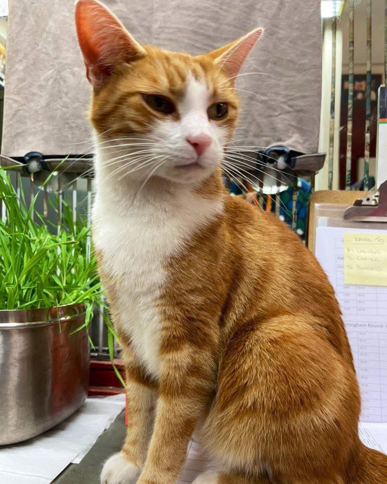 TheStourbridge's tweet image. Good morning and welcome to #carturday
We must find time to stop and thank the people who make a difference in our lives.
Thank you to each and everyone of you
Love George 🐈