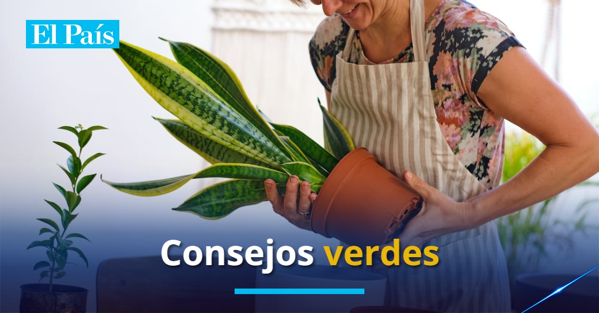 elpaiscali's tweet image. 👉Esta es la manera de mantener su planta de lengua de suegra saludable: ow.ly/g5A350Wvz7B